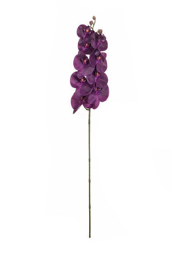 Орхидея темно-фиолетовая, 9 соцветий