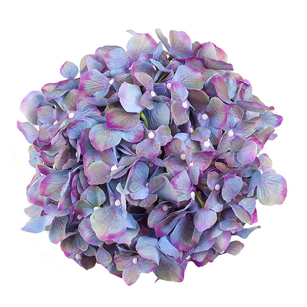 Гортензия фиолетовая, соцветие