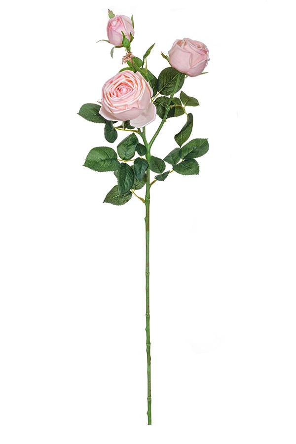 Роза пионовидная персиковая