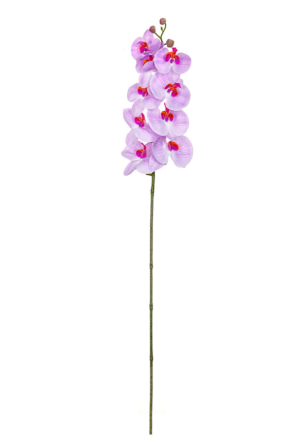Орхидея светло-фиолетовая, 9 соцветий