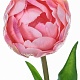 Тюльпан розовый