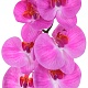 Орхидея розовая, 9 соцветий